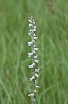 Spring lady's tresses