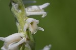 Spring lady's tresses