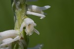 Spring lady's tresses