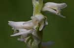 Spring lady's tresses