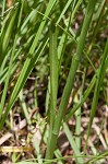 Spring lady's tresses