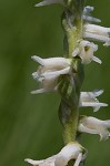 Spring lady's tresses