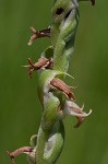 Spring lady's tresses