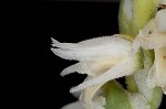 Spring lady's tresses