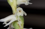 Spring lady's tresses