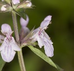 Florida hedgenettle <BR>Florida betony