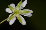 Grass-like starwort