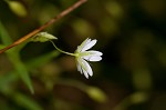 Grass-like starwort