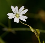 Grass-like starwort