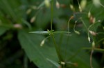 Grass-like starwort