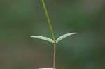 Grass-like starwort