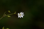 Grass-like starwort