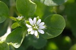 Chickweed