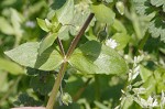 Chickweed