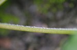 Chickweed