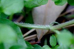 Chickweed