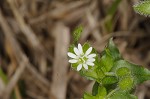 Chickweed