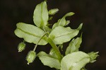 Chickweed