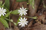 Giant chickweed