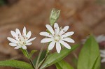 Giant chickweed