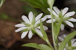 Giant chickweed