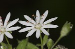 Giant chickweed