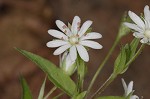 Giant chickweed