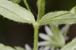 Giant chickweed