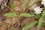 Giant chickweed