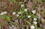 Giant chickweed