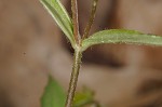 Giant chickweed