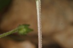 Giant chickweed