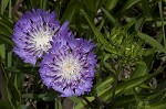 Stokes' aster