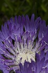 Stokes' aster