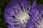 Stokes' aster