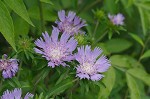 Stokes' aster