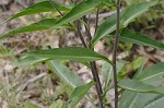 Stokes' aster