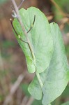 Clasping jewelflower