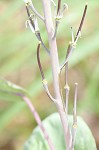 Clasping jewelflower