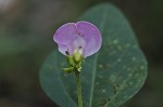 Perennial wildbean