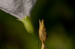 Southern dawnflower