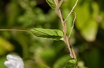 Southern dawnflower