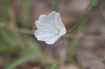 Southern dawnflower