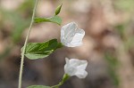 Southern dawnflower