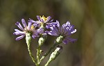 Scaleleaf aster