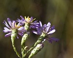 Scaleleaf aster