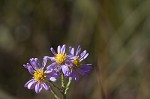 Scaleleaf aster