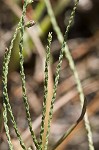 Scaleleaf aster