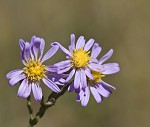 Scaleleaf aster