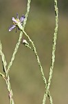 Scaleleaf aster